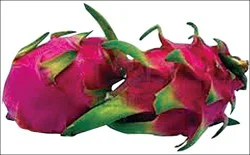 Dragon Fruit