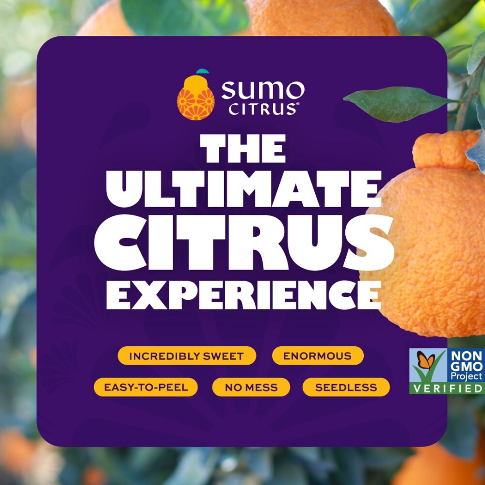 slide 2 of 2, Sumo Oranges, 1 ct