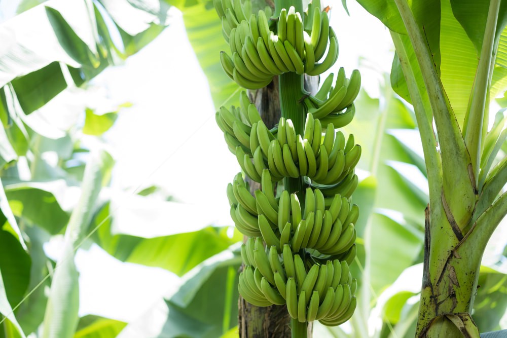 slide 2 of 6, Fresh Bunch of Bananas – 5-7 Bananas, 1 ct