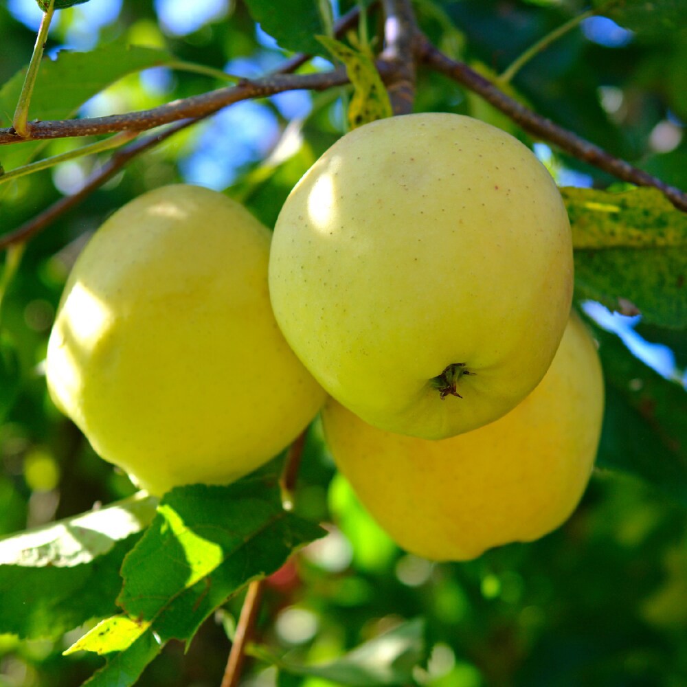 slide 3 of 4, Golden Delicious Apple, 1 ct