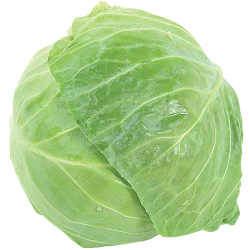 Green Cabbage
