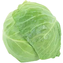Northgate Market Cabbage Green