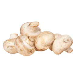 Large Regular Mushroom