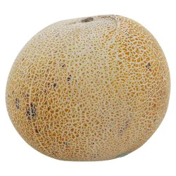 Giant Eagle Melon, Cantagold, Persian