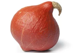 Squash Red Kuri