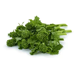 Culantro