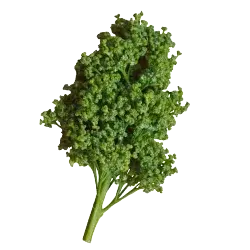 Huanzontle Herb