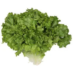 Organic Green Leaf Lettuce