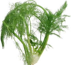 Organic - Fennel