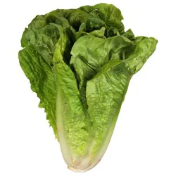 Organic Romaine Lettuce