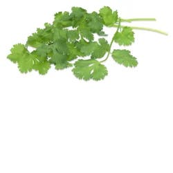 Organic Cilantro