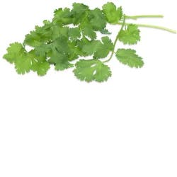 Organic Cilantro