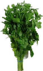 Organic Italian Parsley