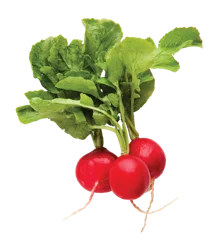 Produce Green Top Red Radish Bunch