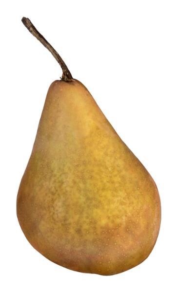 slide 1 of 1, Bosc Pears, 1 ct