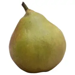 Produce Seckel Pear