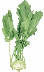 Produce Kohlrabi Bunch