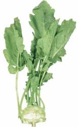 Produce Kohlrabi Bunch