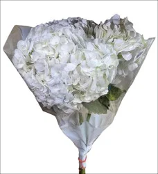 All Flower Premium Hydrangea Flowers