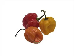Main Plu Scale Habanero Green