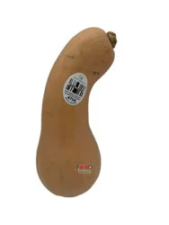 Main Plu Scale Squash- Butternut