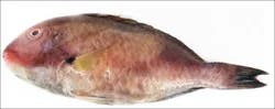 Fish-Whole Jamaican Parrot Fish
