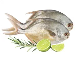Fish-Whole Pompano