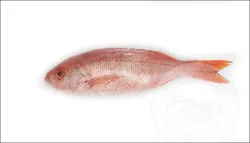 Fish-Whole B Liner Snapper