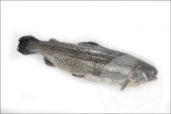 Fish-Whole Rainbow Trout