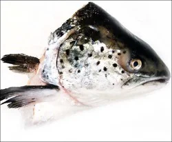 Fish-Head Salmon Head