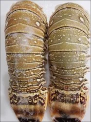 Shell Fish-Lobs Lobster Tail 9 Oz