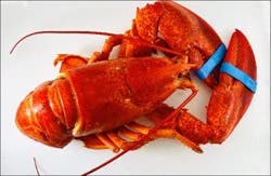 Steamed Fd Pckg Steamed Lobster