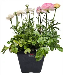 Nb Plants 8 Ranunculus Plant