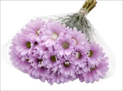 Sharon Flowers Pom Flowers