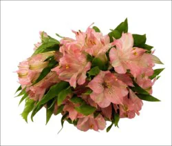 Sharon Flowers Alstroemeria Flowers