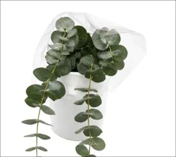 Sharon Flowers Flower Eucalyptus Large