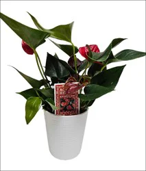 Angel 5 Ace Of Heart Anthurium In Ceramic Pot Plant