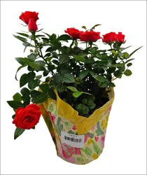 Angel 6 Mini Rose / Pot Covered