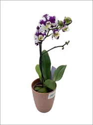 Angel Plants 5.5 Orchid In Ceramic Overpot Plant
