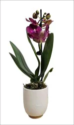 Angel Plants Mini Phalaenopsis Orchid In Ceramic