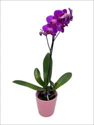 Angel Plants 6 Orchid In Ceramic Pot