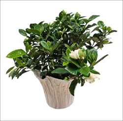 Angel Plants 6 Gardenia Bush In Overpot Plant