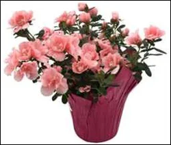 Angel 6 Azalea In Pot Cover Plant