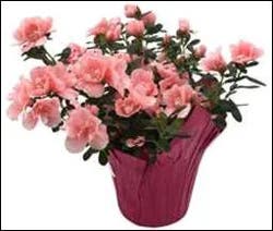 Angel 6 Azalea In Pot Cover Plant