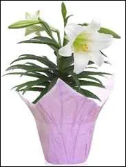 Angel Plant 6 Easter Lilly Plant