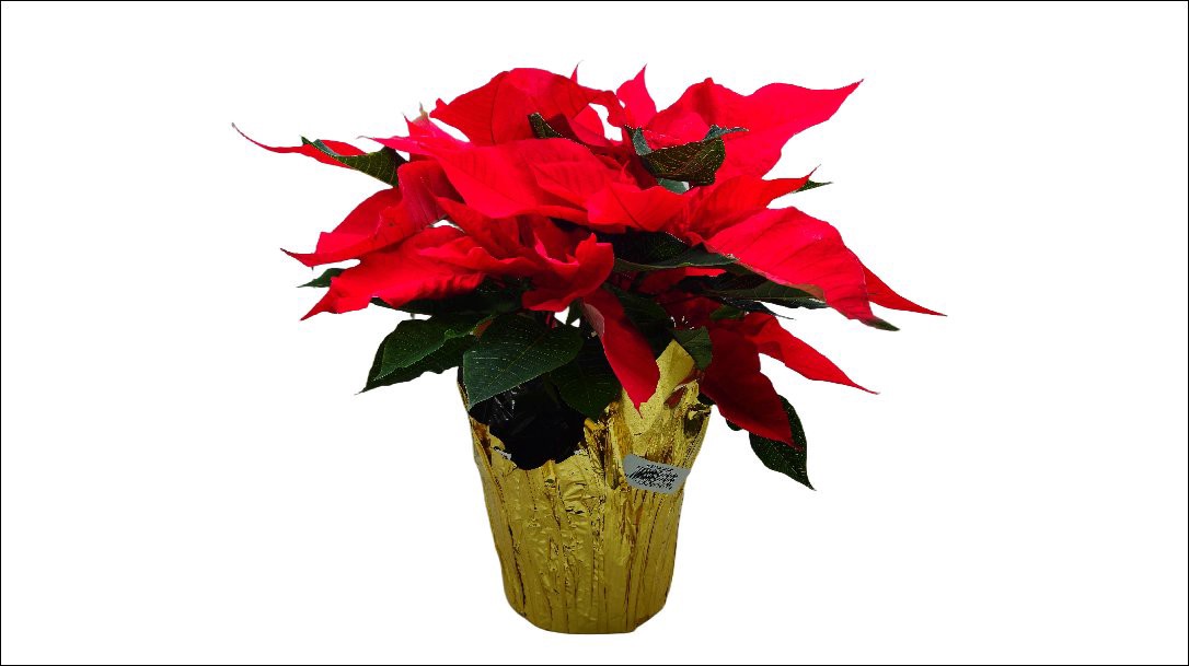 slide 1 of 1, 6.5 Premium Red Poinsettia, 1 ct