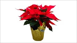 6.5 Premium Red Poinsettia