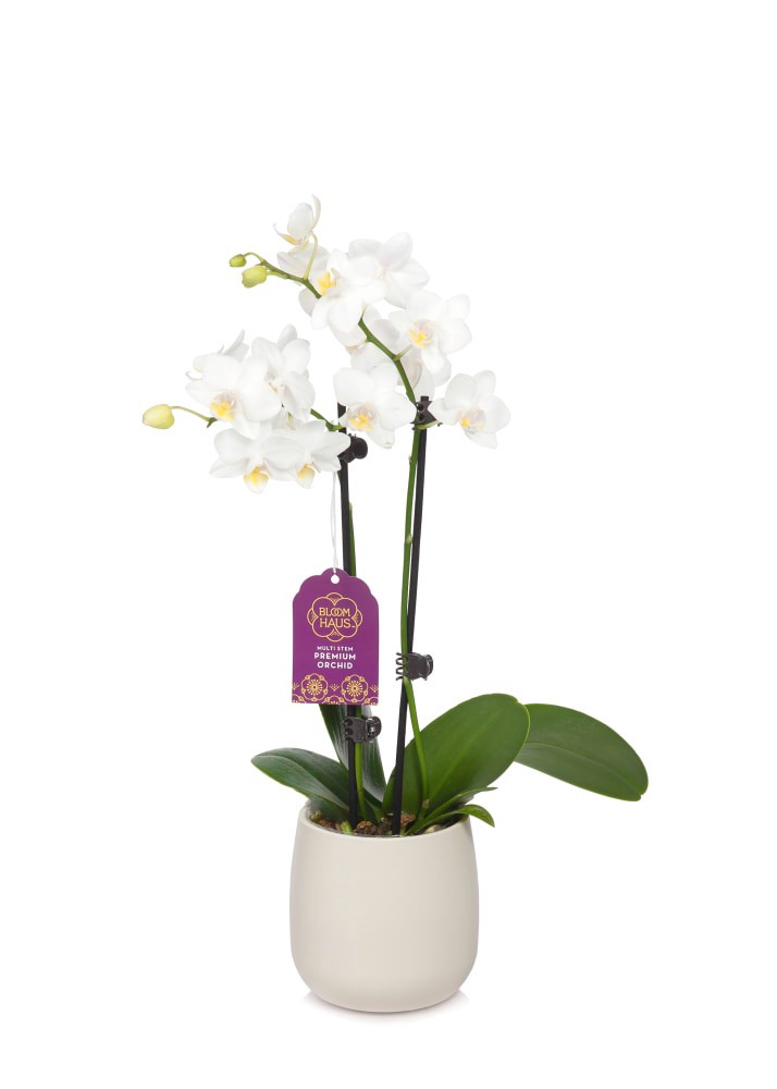 slide 2 of 4, Bloom Haus Premium Potted Orchids, 3 in