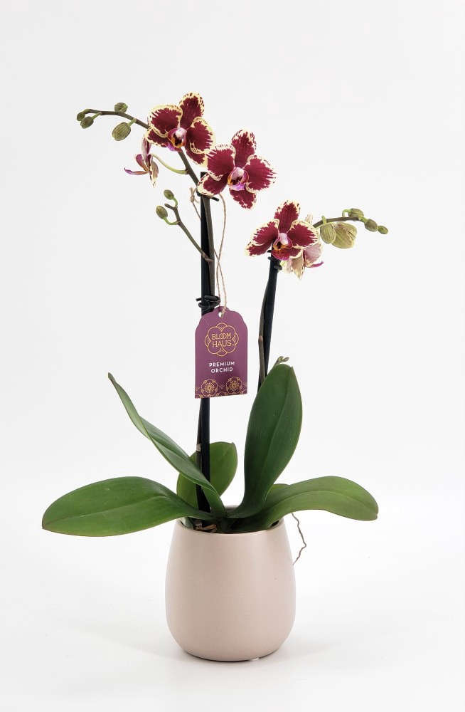 slide 4 of 4, Bloom Haus Premium Potted Orchids, 3 in