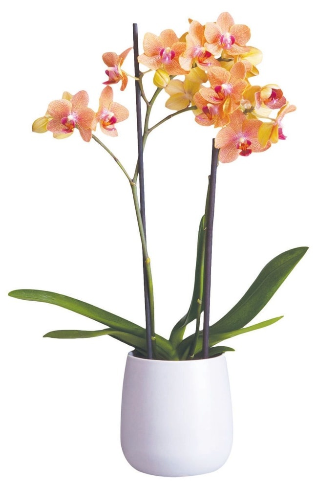 slide 1 of 4, Bloom Haus Premium Potted Orchids, 3 in